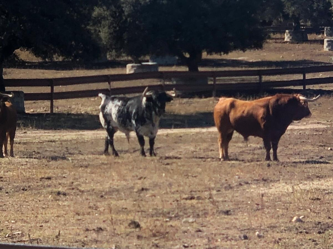 Aprende de Toros-塞维利亚必去景点