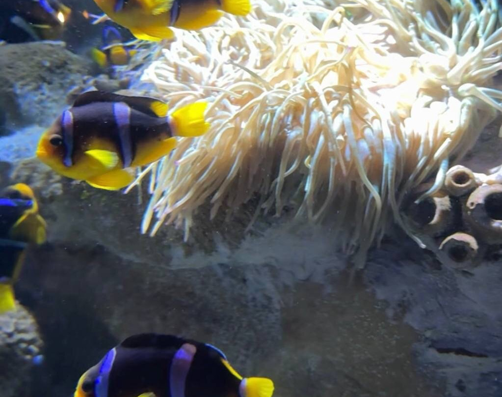 Sharjah Aquarium-沙迦必去景点