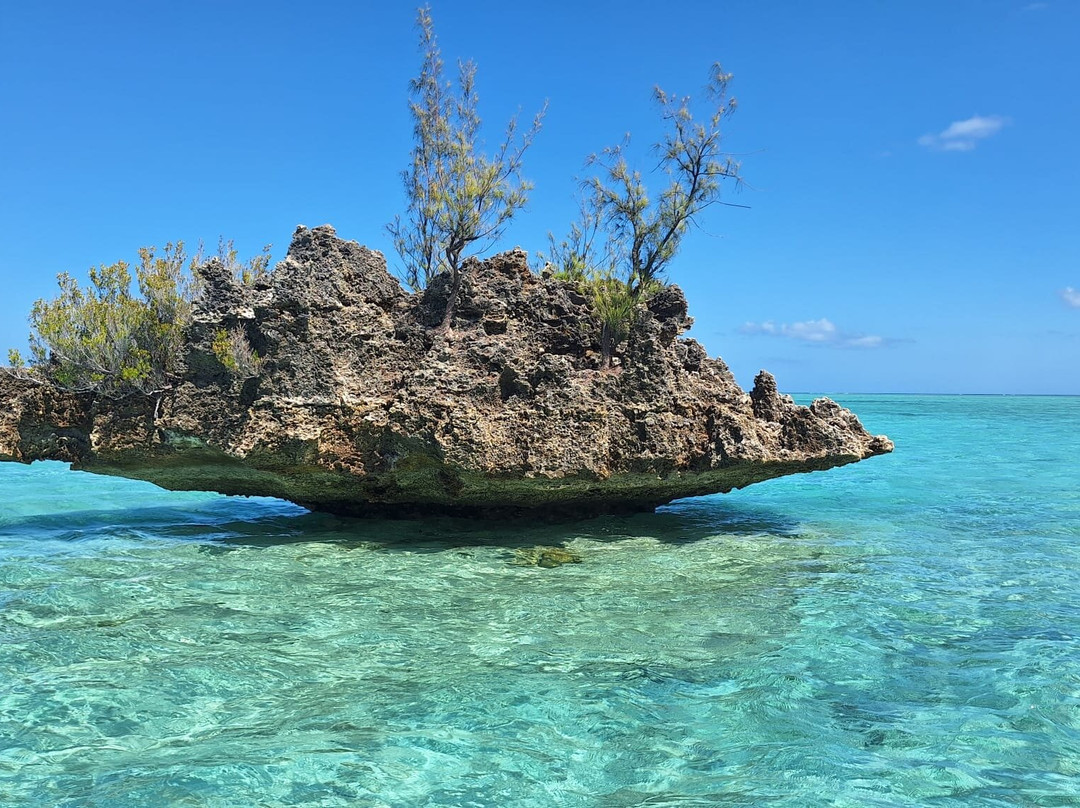 Whales Watching & Swimming With Dolphins In Mauritius-塔玛琳必去景点