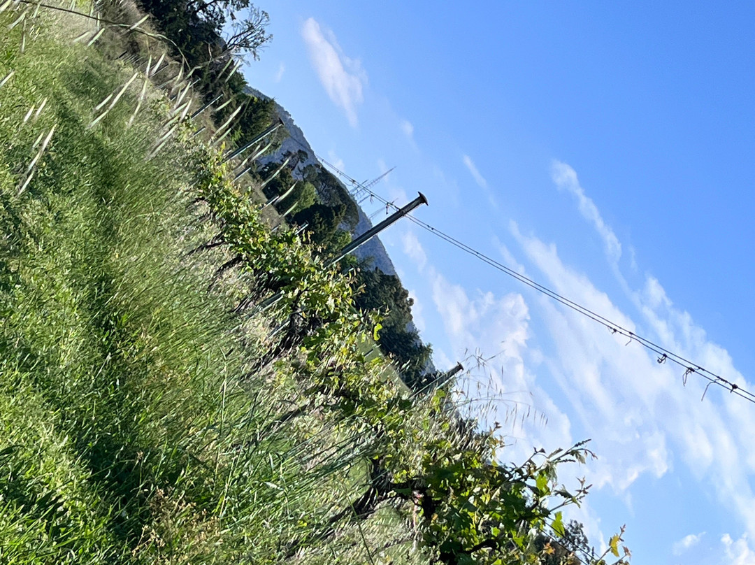 Dindima Wines-Nashdale必去景点