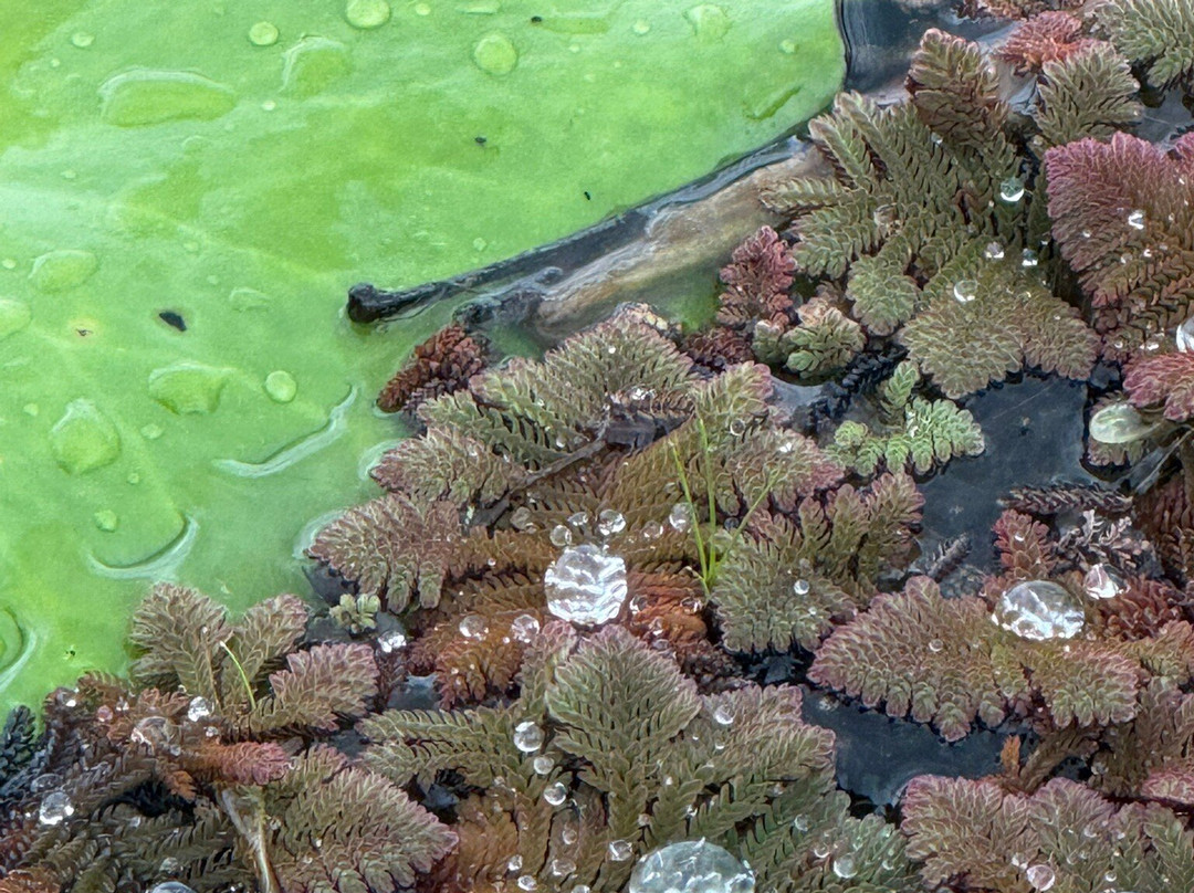 Caño Negro Wildlife Refuge-Cano Negro必去景点