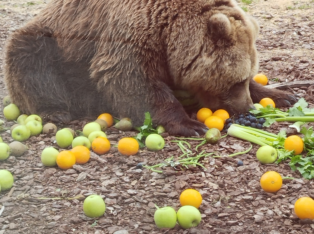 La Tanière - Zoo Refuge-Nogent-le-Phaye必去景点