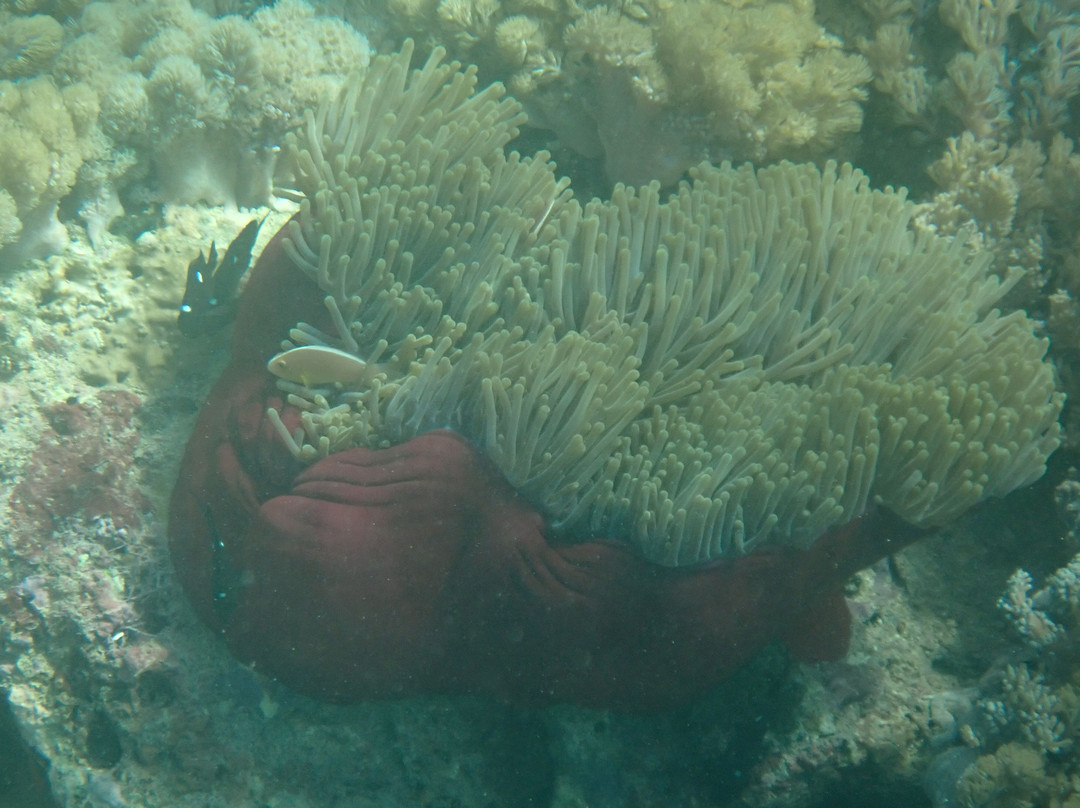 Reef Tour Mafia Island-Utende必去景点