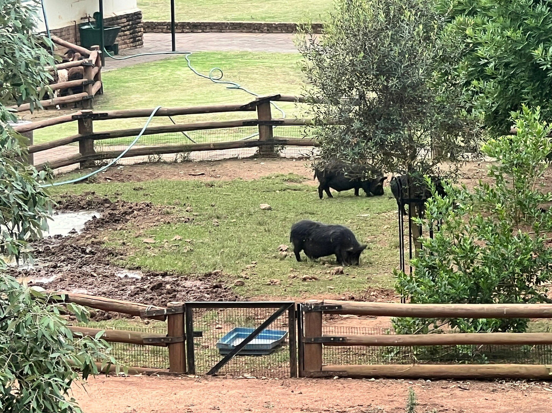 Johannesburg Zoo-约翰内斯堡必去景点