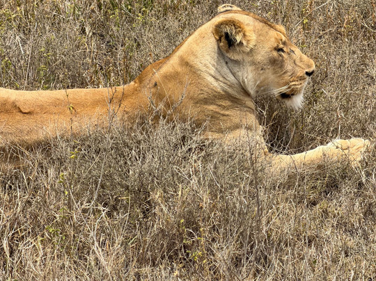 LE KOBE ADVENTURES & SAFARIS-桑给巴尔市必去景点