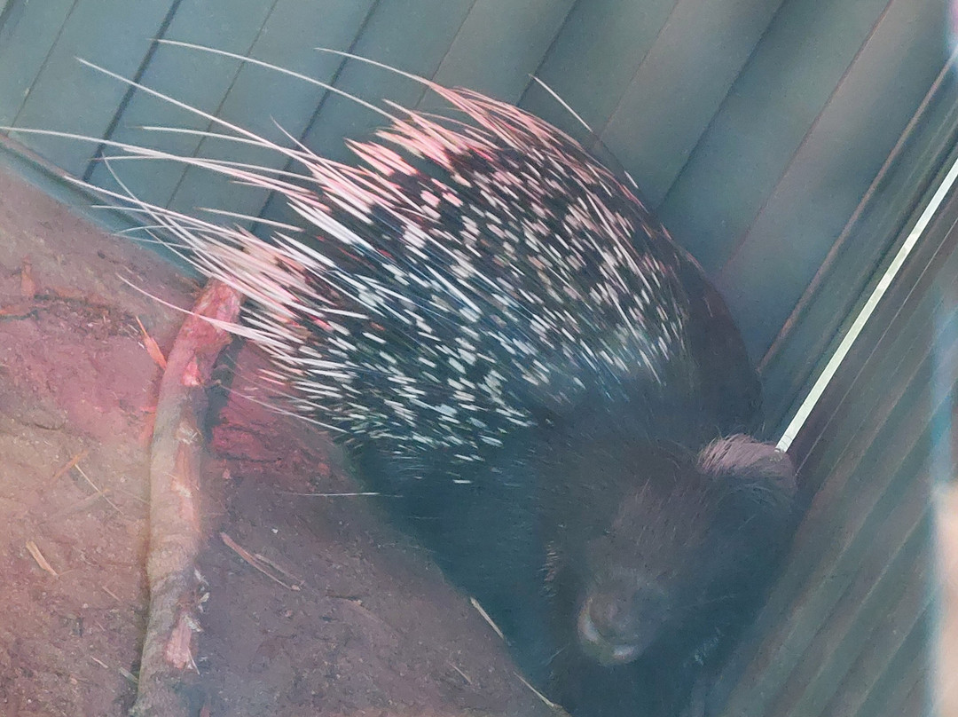 Wildlife HQ Zoo-Woombye必去景点