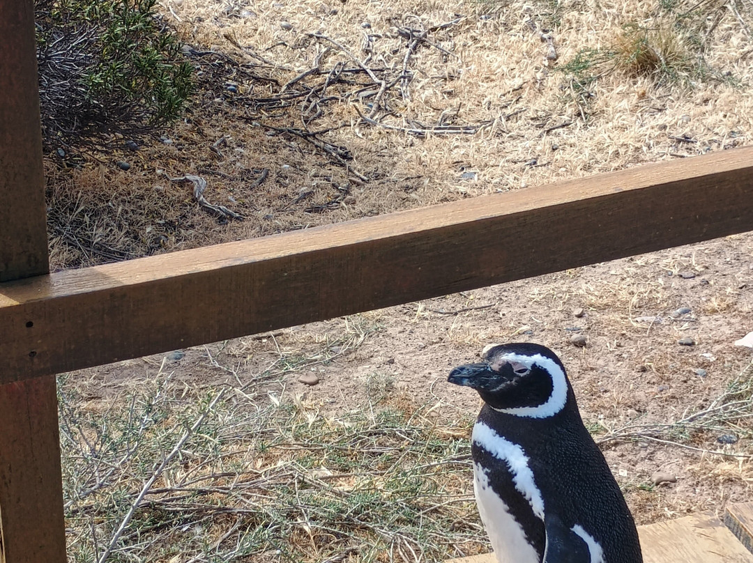 Punta Tombo-Dos Pozos必去景点