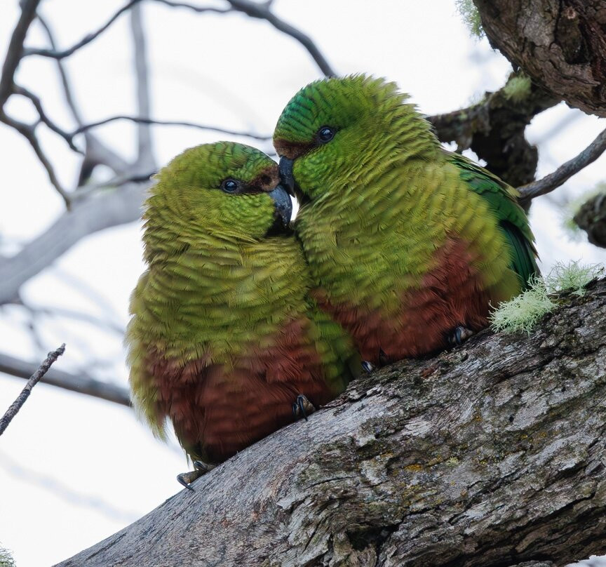 Neotropical Nature & Birding Trips-基多必去景点