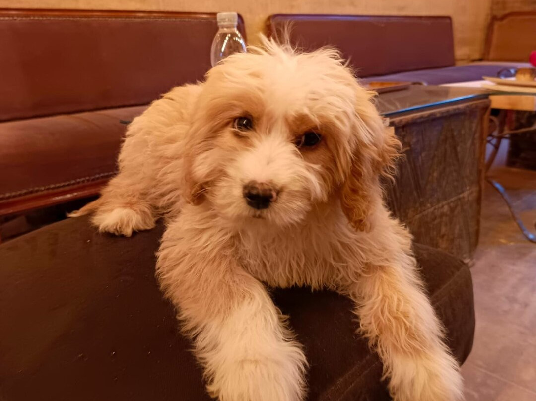 Vinodocia Wine & Art House-乌奇萨必去景点