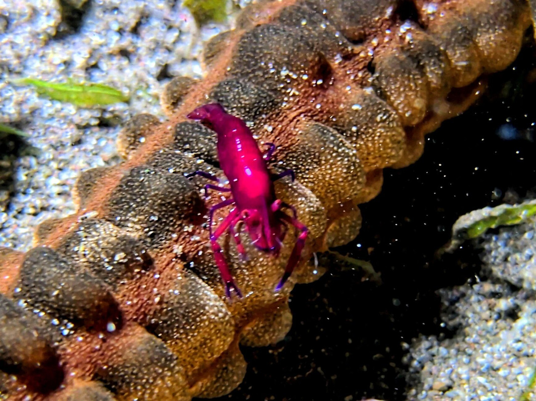 Ankermi Happy Dive Center-Maumere必去景点