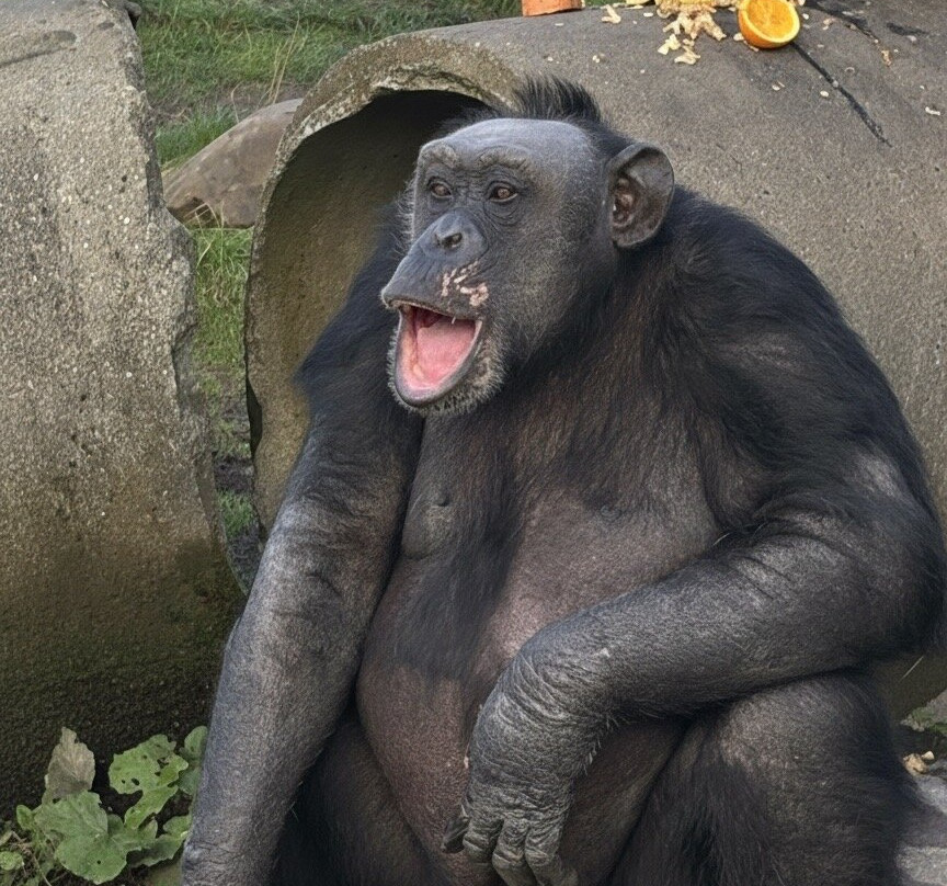 Wales Ape and Monkey Sanctuary-Abercraf必去景点