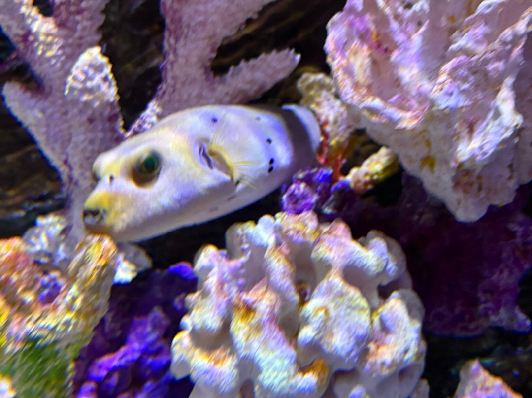 The Shore Oceanarium-马六甲必去景点