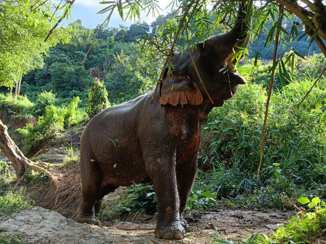 Elephant Sanctuary Care Park-清迈必去景点