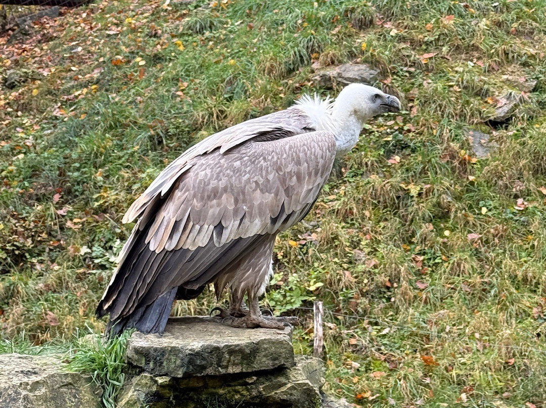 Wildpark Bad Mergentheim-巴特梅尔根特海姆必去景点