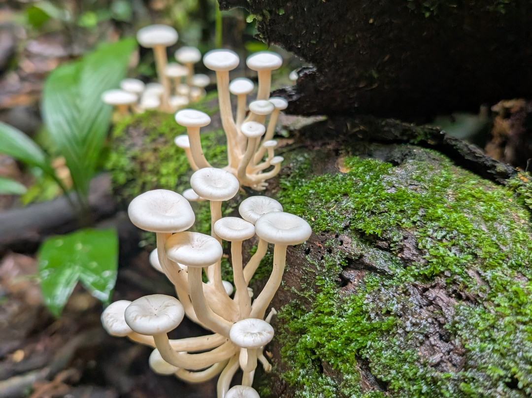 Parque Nacional del Yasuni - Fernando guia en la Amazonia-Coca必去景点