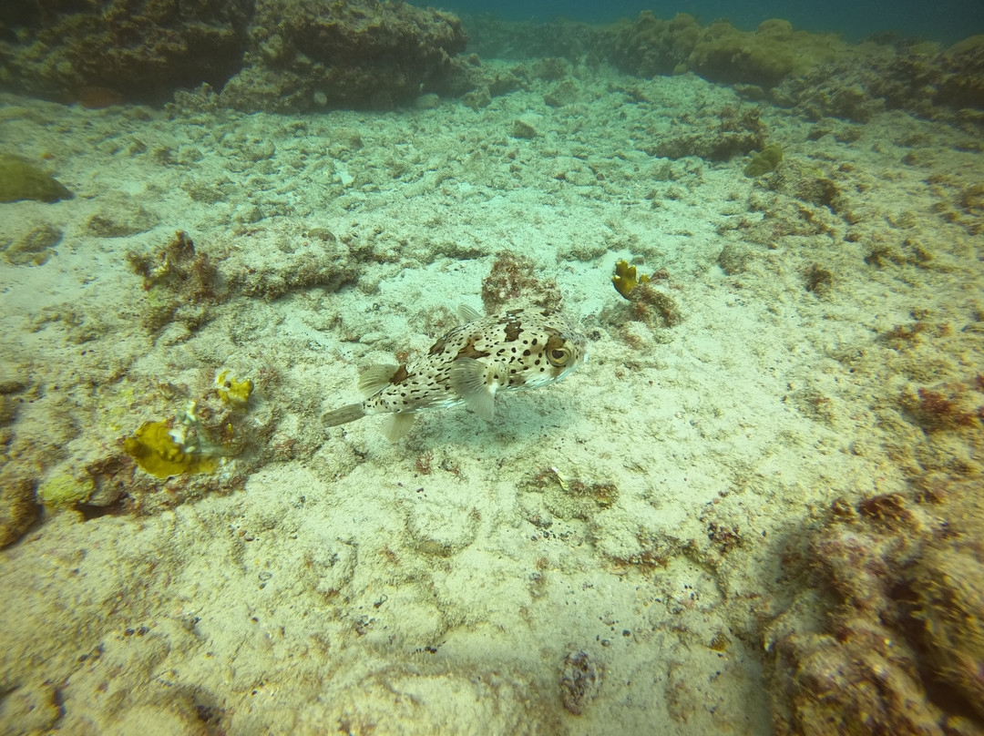 Scubacaribe Boa Vista-博阿维斯塔必去景点