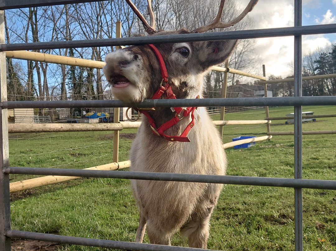 Woodlands Alpaca Farm-沃灵顿必去景点