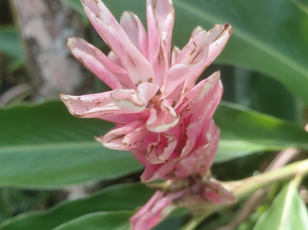 巨人的沉睡花园-纳迪市必去景点