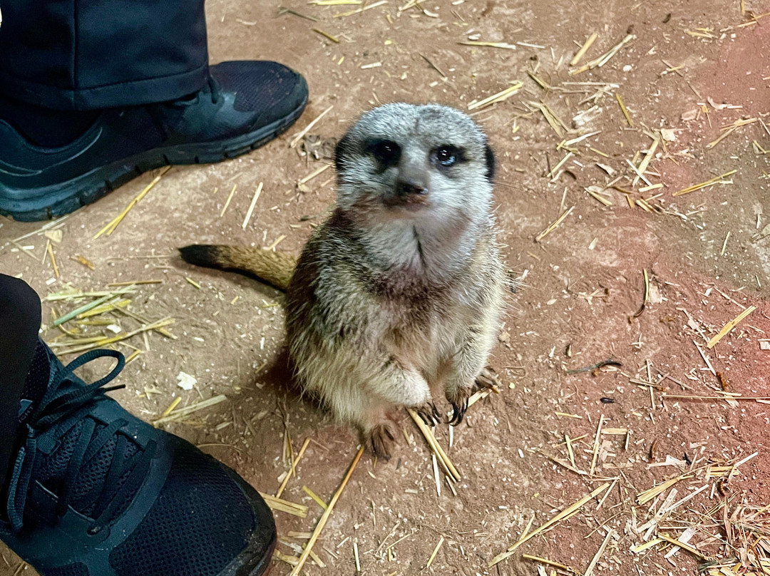 Exotic Zoo Wildlife Park + Natural History & Dino Museum-特尔福德必去景点