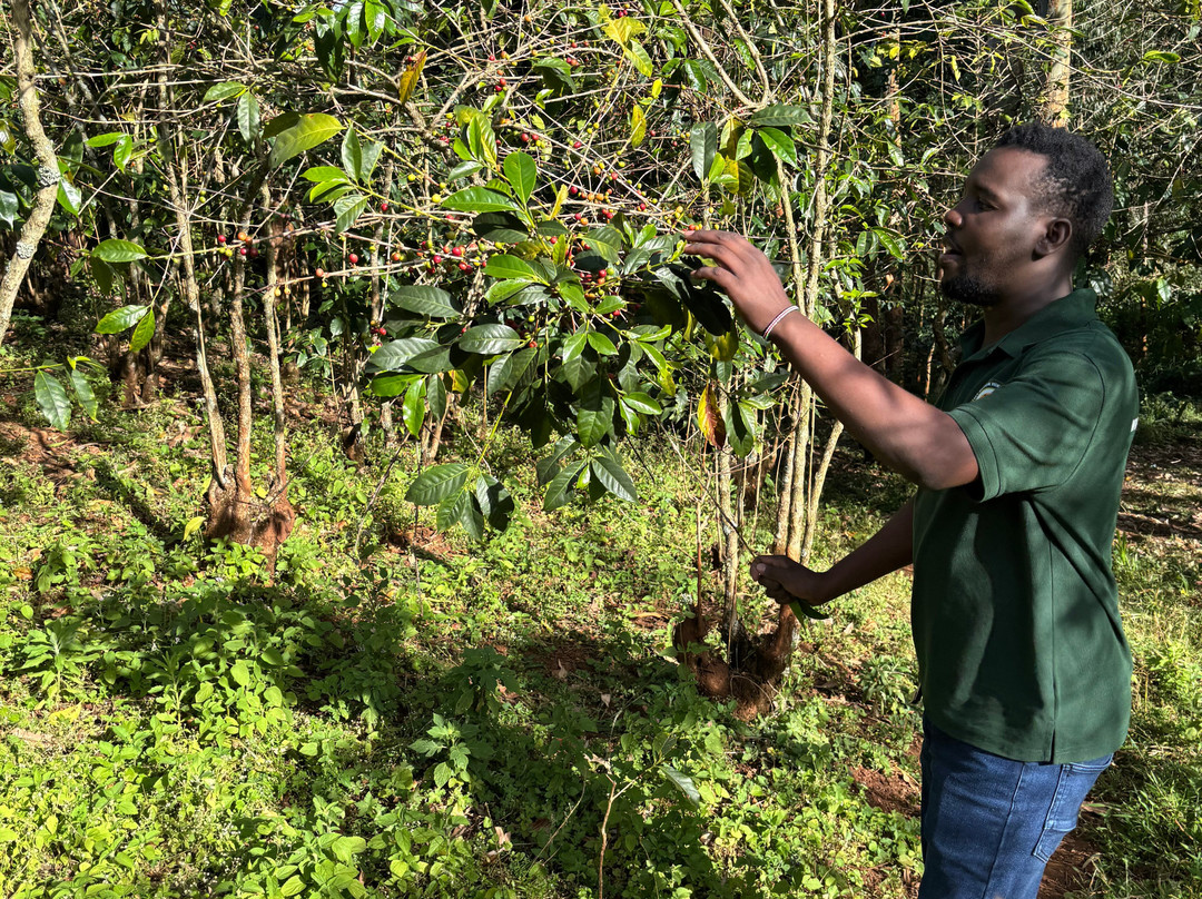 Mt. Elgon Hikes Uganda-Sipi必去景点