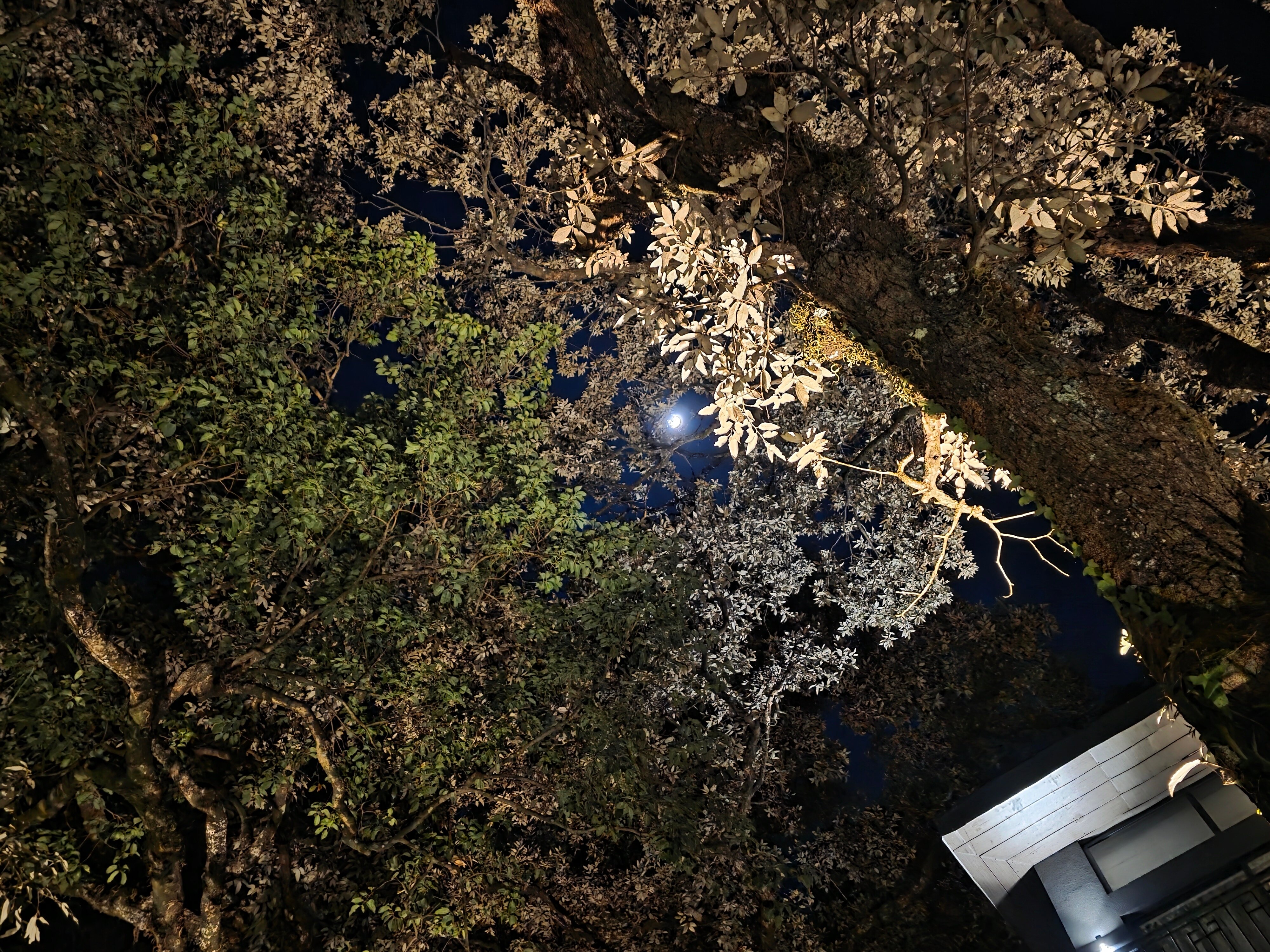 Rosefinch Sarovar Portico-浴室