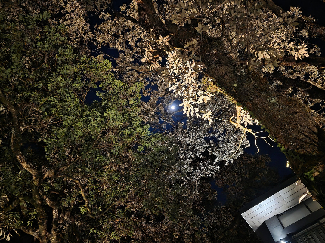 Rosefinch Sarovar Portico主图