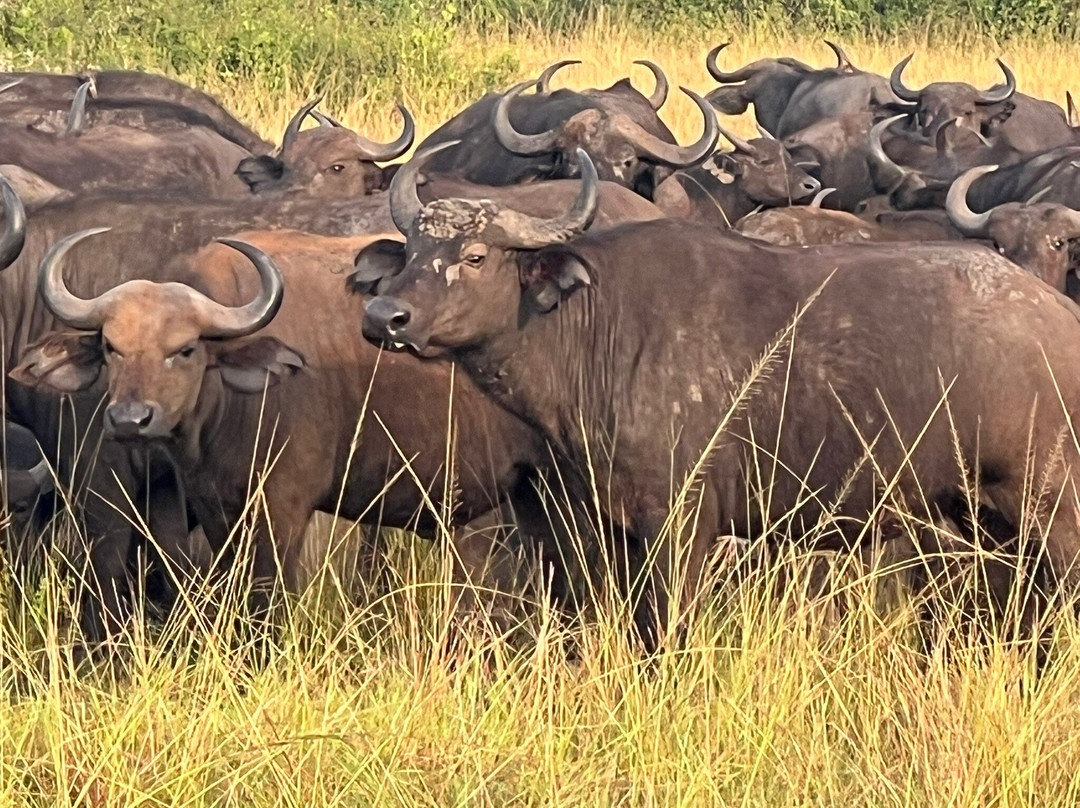 Katona Tours and Travel-吉佳利必去景点