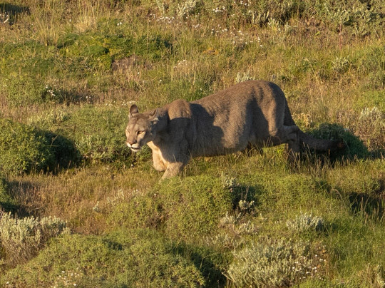 Fauna Silvestrek-纳塔莱斯港必去景点