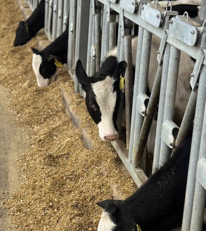 Dairy Farm EkoNiva-Burtsevo必去景点