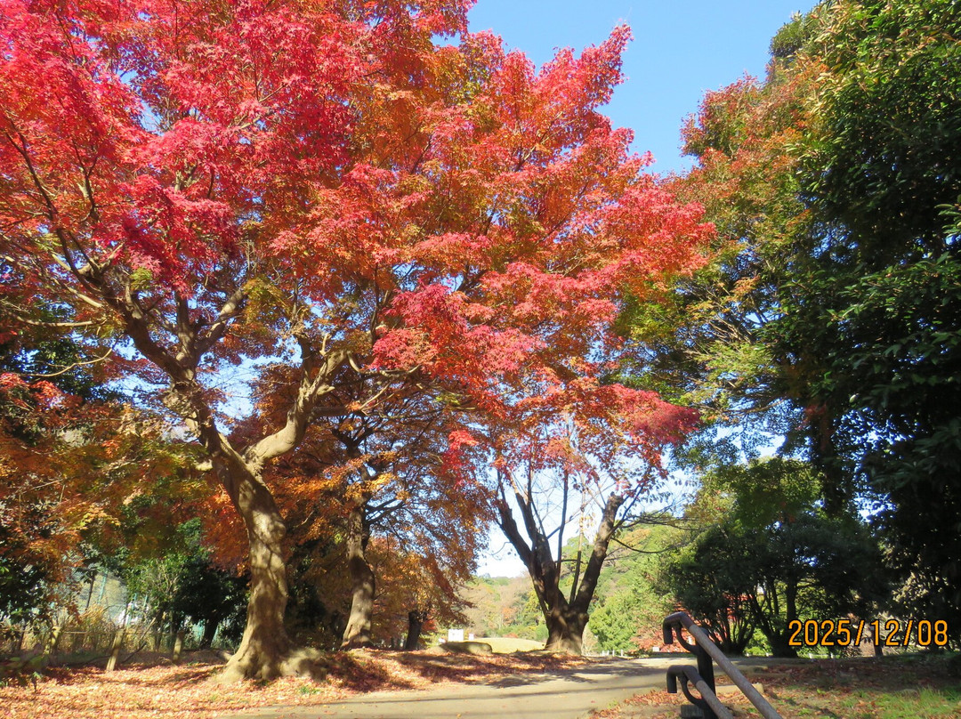 Ruins of Yofukuji Temple-镰仓市必去景点