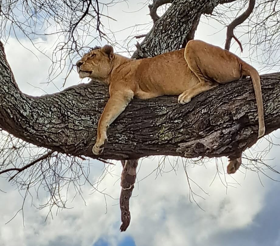 African Horizons-内罗毕必去景点