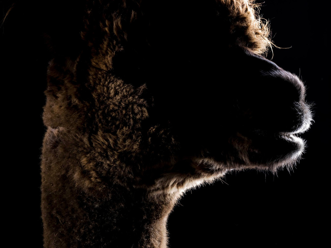 Macclesfield Alpacas-麦克尔斯菲尔德必去景点