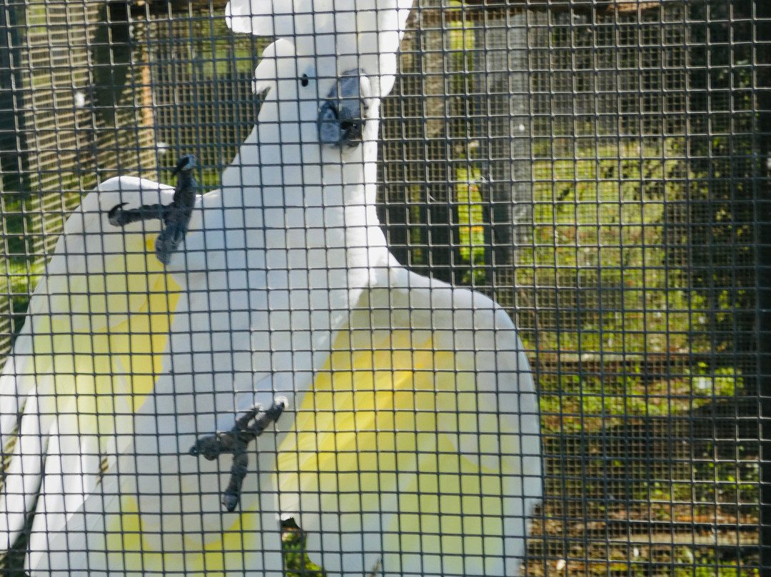 Parrots in Paradise Sanctuary-基亚拉凯库亚必去景点