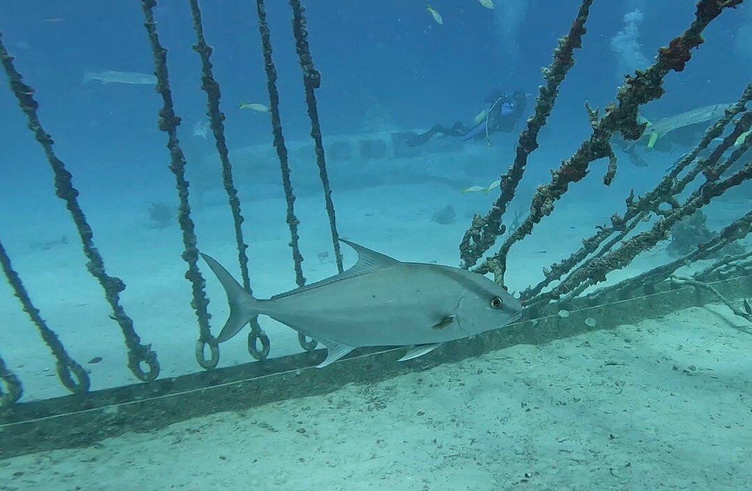 Sunchaser Scuba Ltd.-Spanish Town必去景点