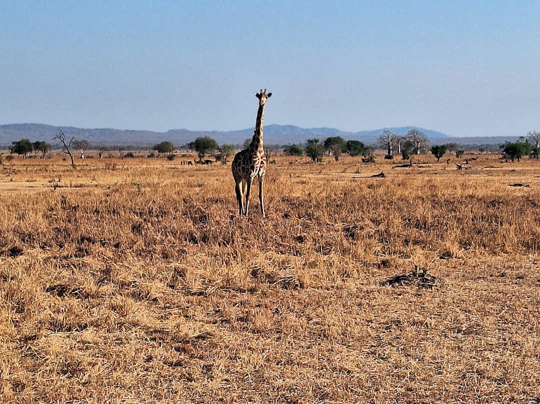 Sima Safari Limited-桑给巴尔市必去景点