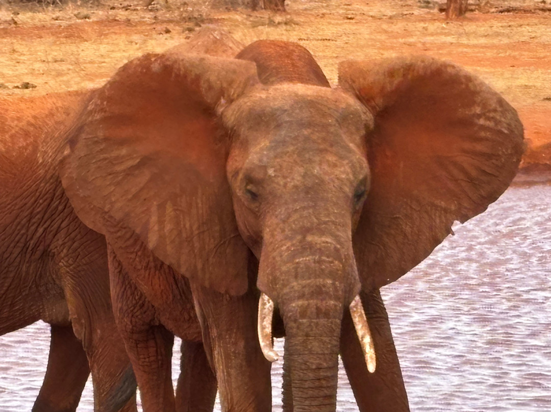 LadyM Safaris-蒙巴萨必去景点