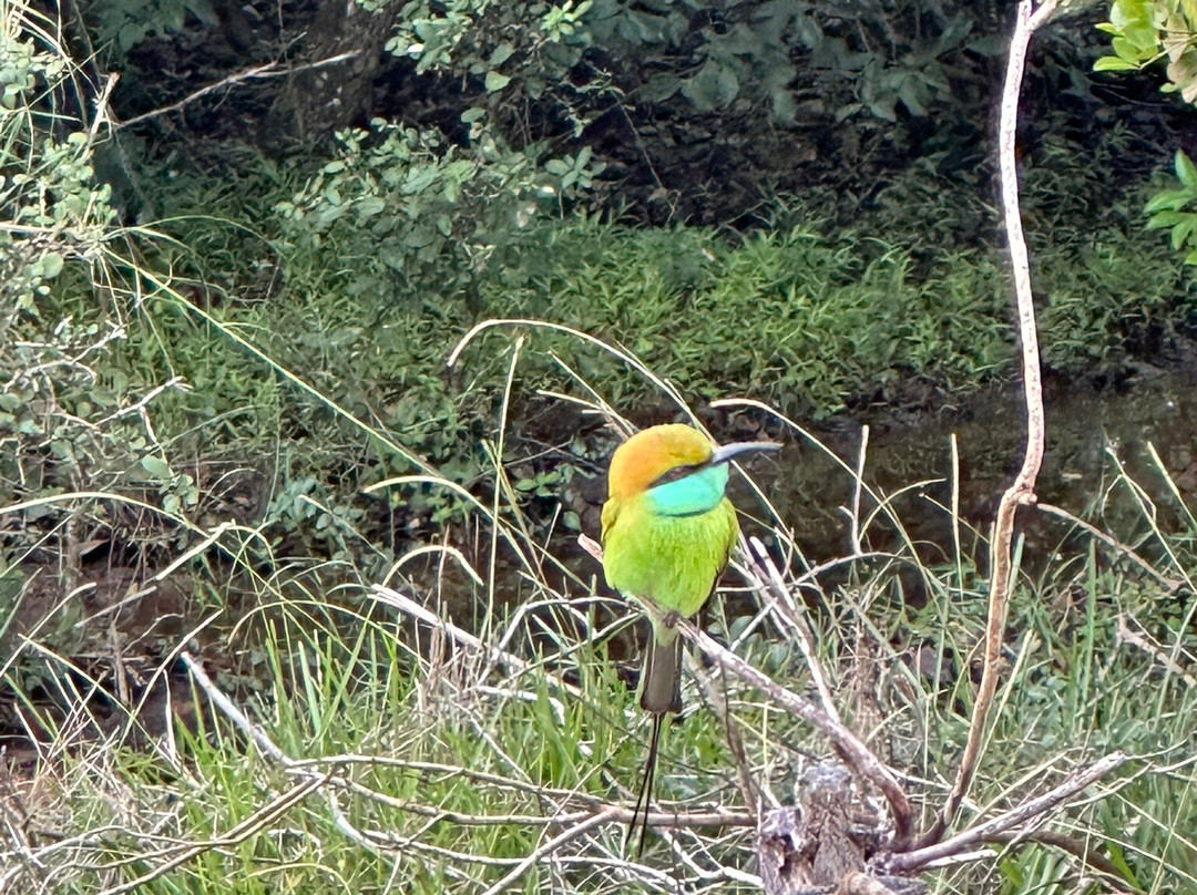 Wilpattu Safari Jeep-Wilpattu National Park必去景点