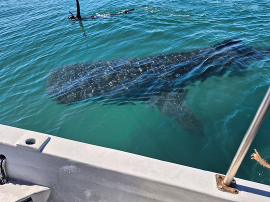 Baja Desconocida-拉巴斯必去景点