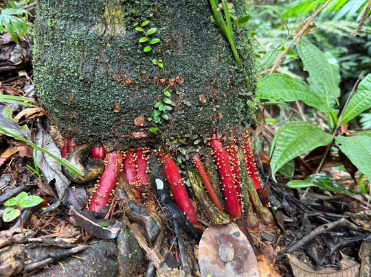 Ellis Tours Tobago-克朗波因特必去景点