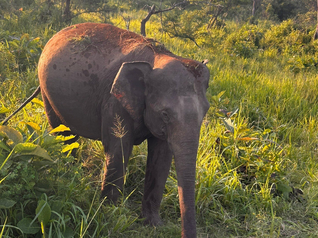 PS Tours Pasikuda-卡尔库达必去景点