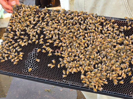 Mānoa Honey & Mead-瓦西瓦必去景点