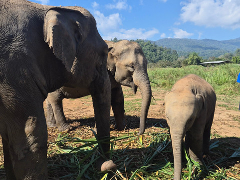 CHIANGMAI ELEPHANT CARE (Mae Taeng)-清迈必去景点
