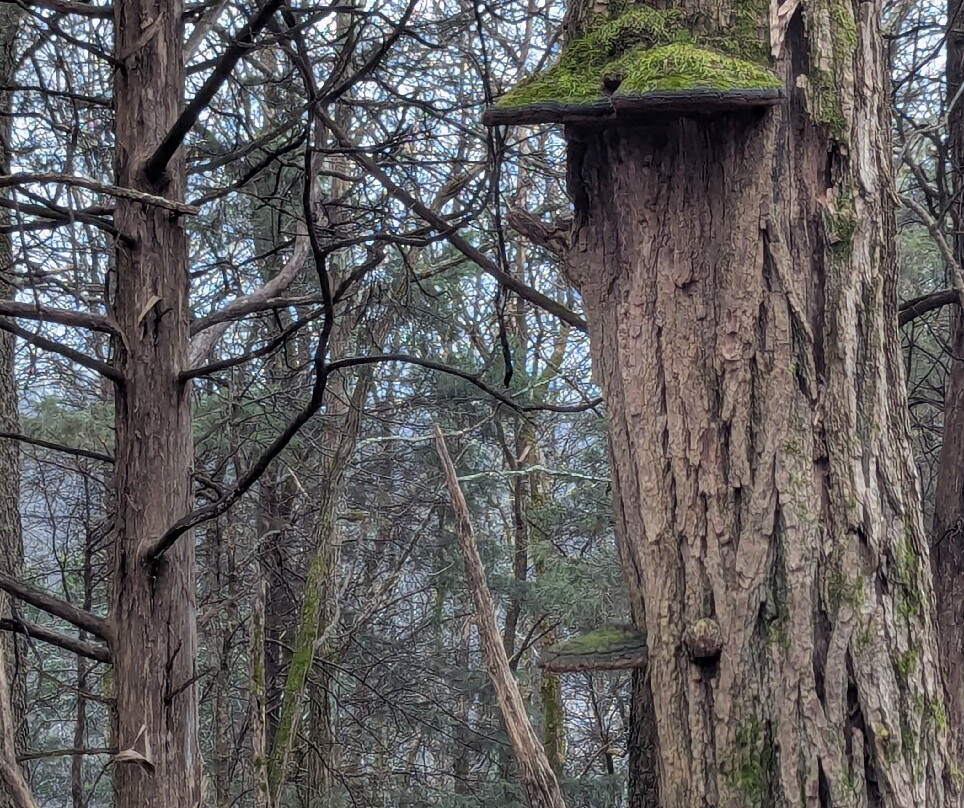 Cove Springs Park-法兰克福必去景点