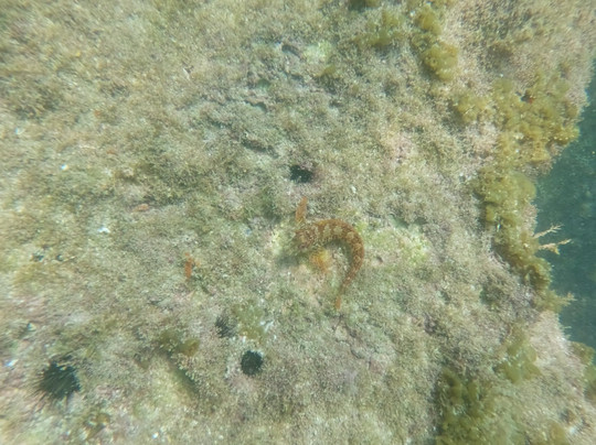 Água Viva Mergulho-弗洛里亚诺波利斯必去景点