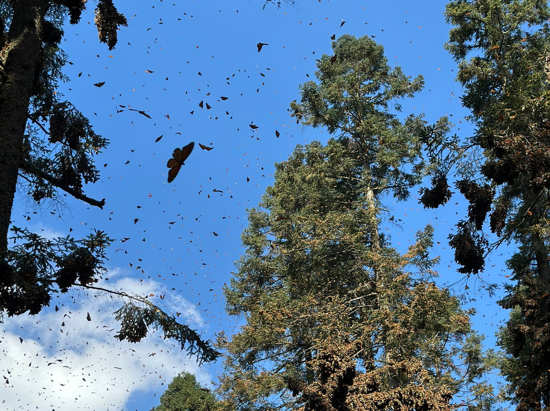 Azteca Travel Tours Art-墨西哥城必去景点