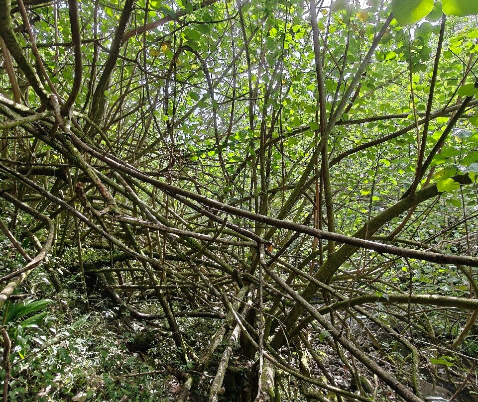 Hike Kauai With Me-普林斯维尔必去景点