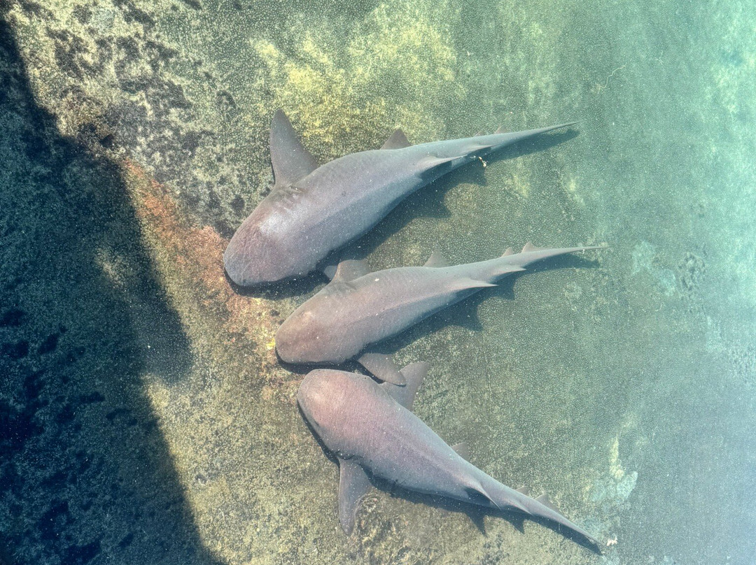 Florida Oceanographic Coastal Center-斯图尔特必去景点