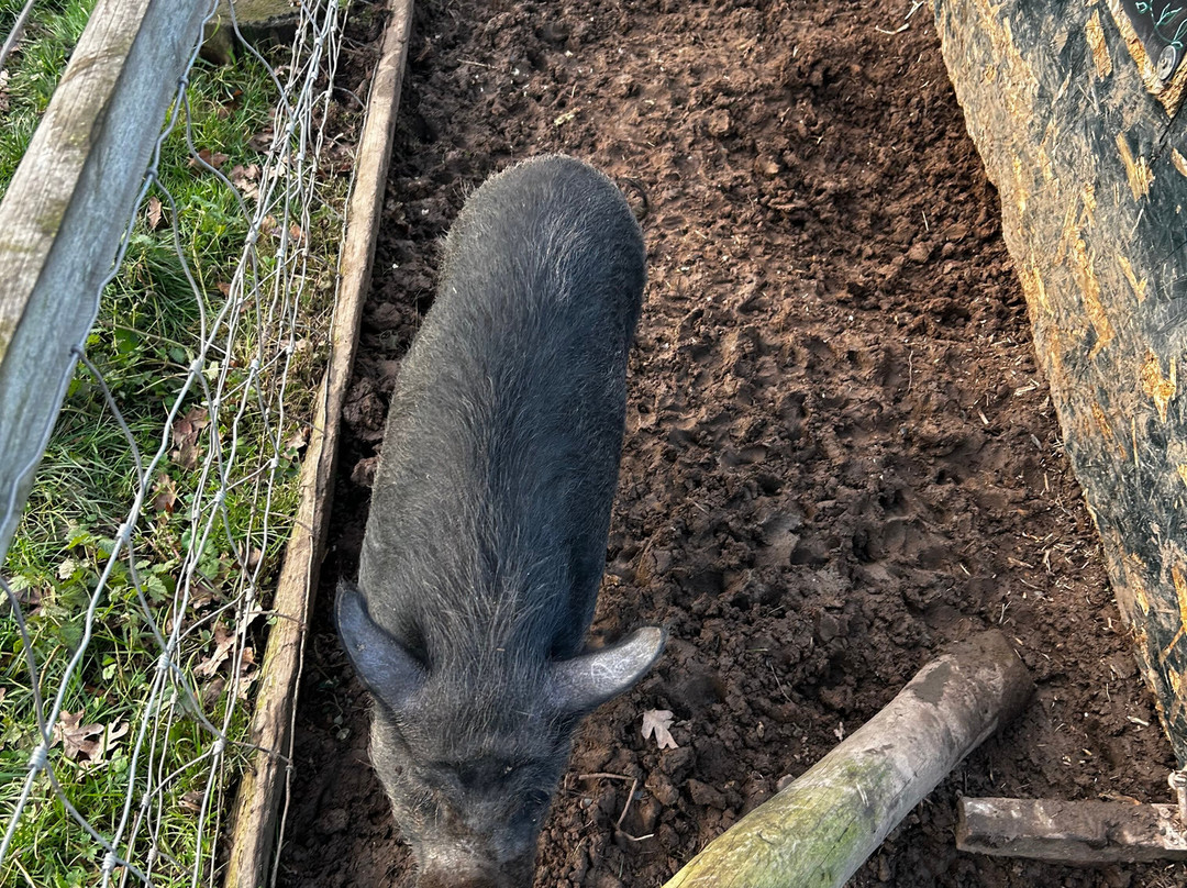 Lucky Tails Alpaca Farm-Atherstone必去景点