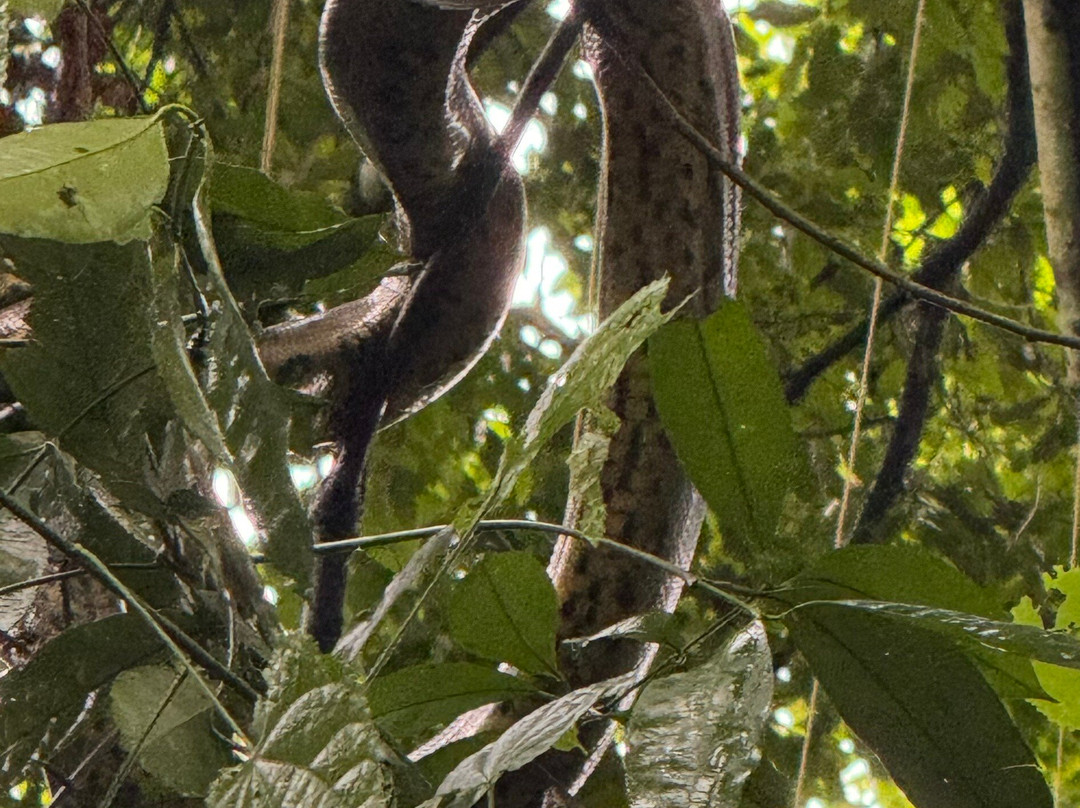 Jungle Experiences-伊基托斯必去景点