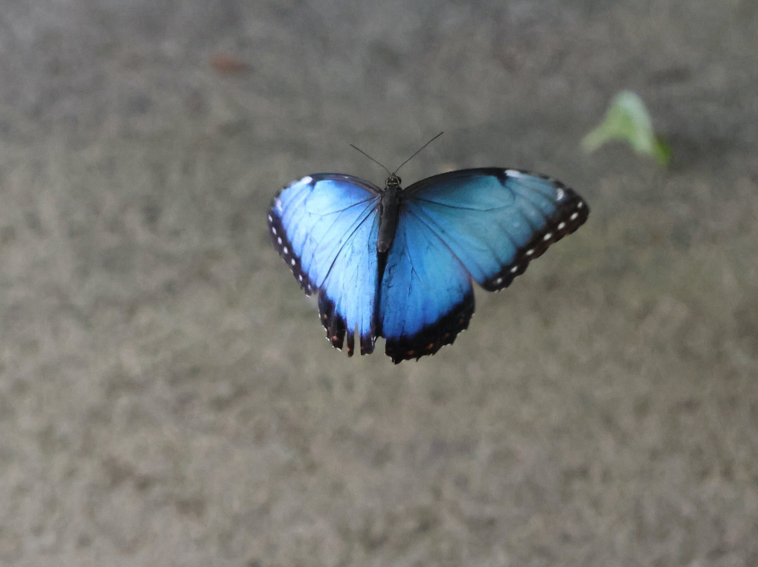 Jersey Zoo-Trinity必去景点